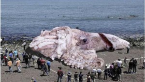 giant-squid-hoax_75355_990x742_1