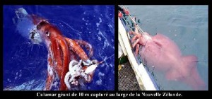 un-calamar-geant-capture