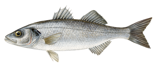 Bass_European sea bass-dicentrarchus_labrax_sw