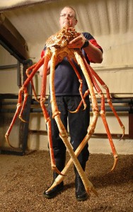 Le-crabe-araignee-geant-du-Japon-le-plus-grand-arthropode-vivant-photo-04